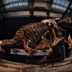 A T.rex on display in Paris in 2018.